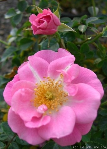 'Darla ™' rose photo