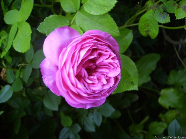 'Louise Odier (Bourbon, Margottin, 1851)' rose photo
