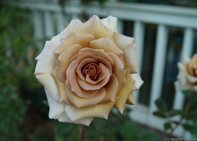 'Irish Crème (Hybrid Tea, Perry, 1999)' rose photo