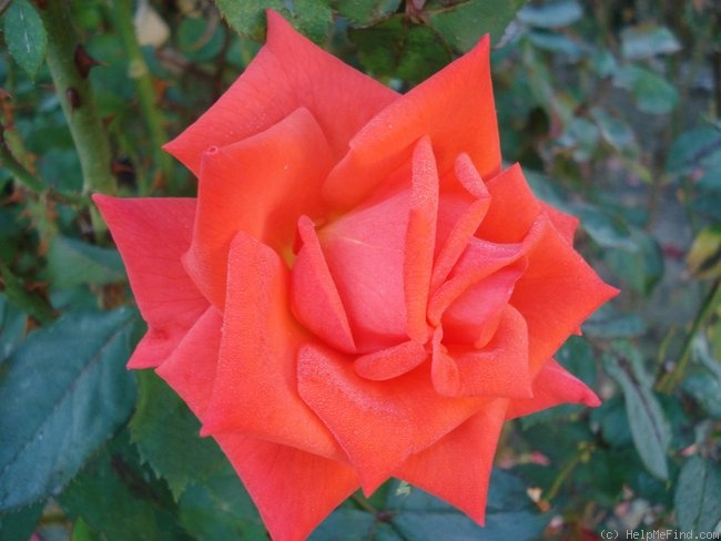 'Prominent ® (grandiflora, Kordes, 1970)' rose photo