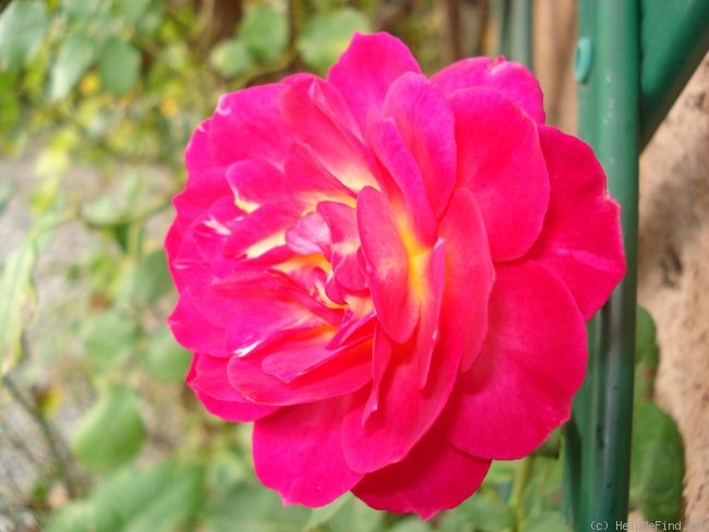 'Outta The Blue ™' rose, click to enlarge 'Outta The Blue ™' rose photo