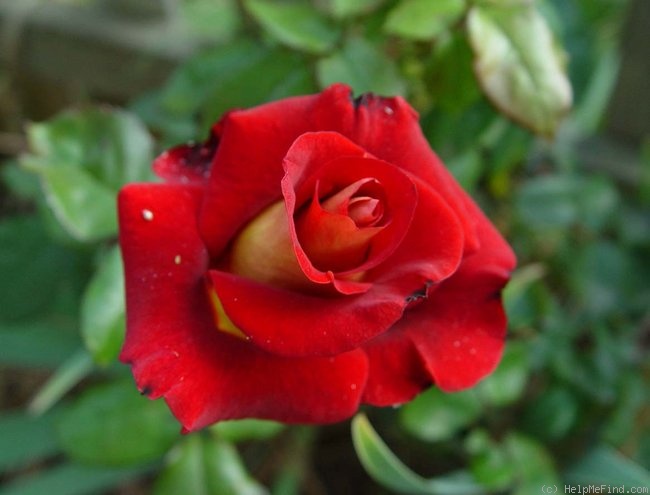 'Gypsy Leonidas' rose photo