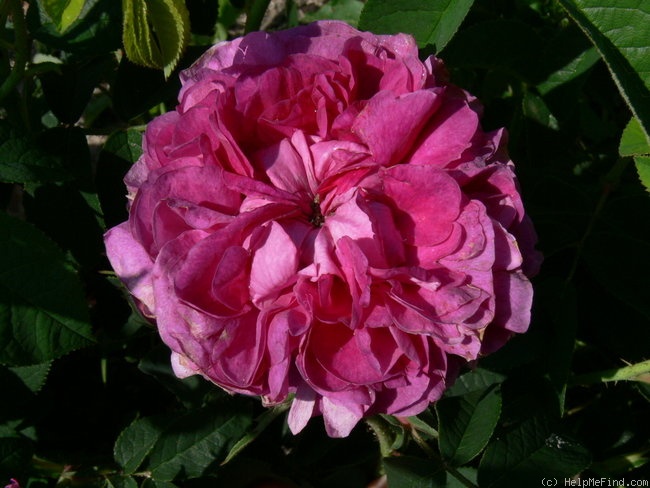 'Baron de Bonstetten' rose photo