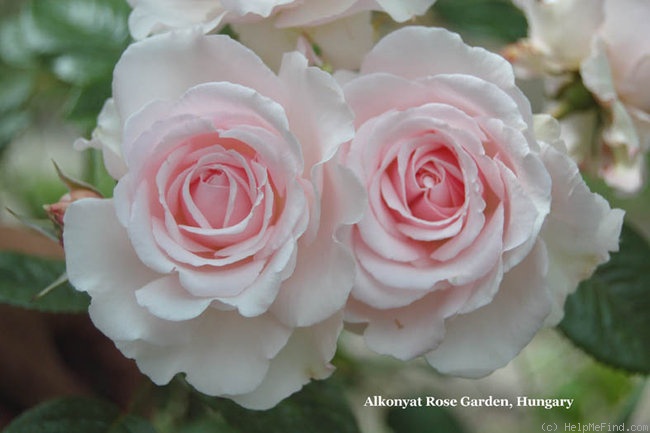 'Constance Finn' rose photo