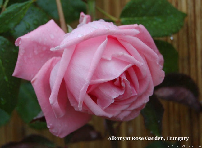 'Parade (climber, Boerner, 1953)' rose photo