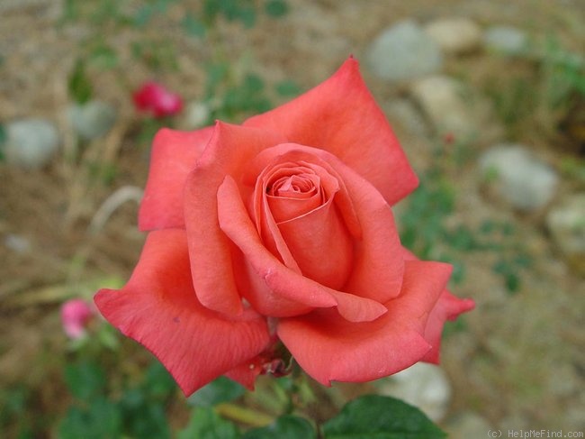 'Miss Elvis' rose photo