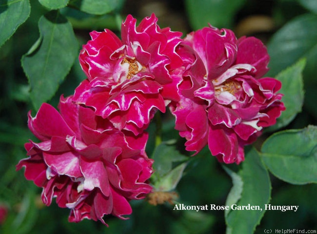 'Roger Lambelin' rose photo