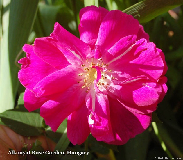 'Slater's Crimson China' rose photo