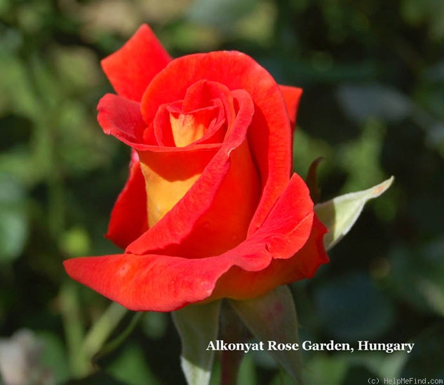 'Jan Guest' rose photo