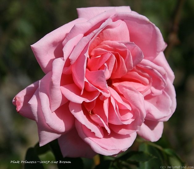 'Pink Princess (Hybrid Tea, Brownell, 1939)' rose photo