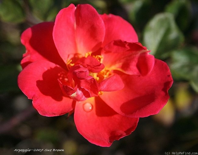 'Arpeggio' rose photo