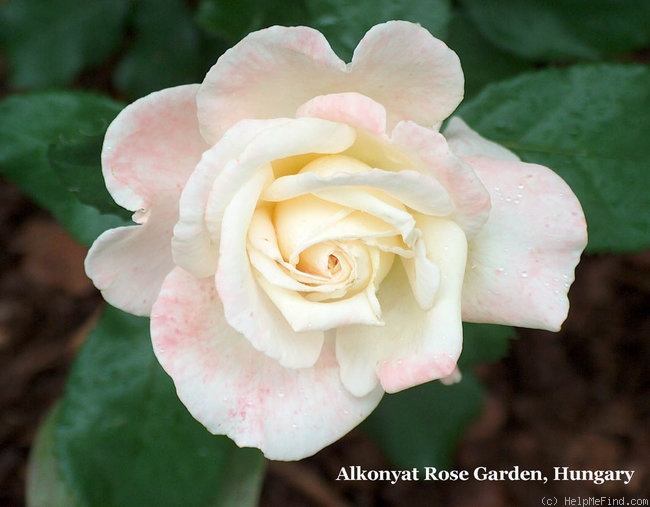 'Titanic (floribunda, McGredy, 1990)' rose photo