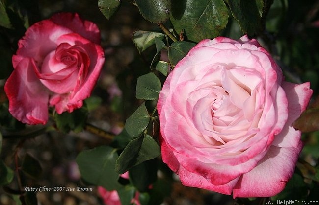 'Patsy Cline ™ (Hybrid Tea, Christensen, 1983)' rose photo