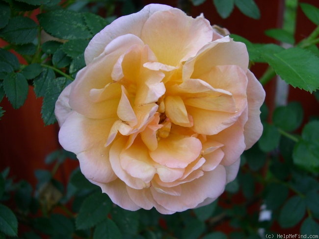 'RSM J5 ' rose photo