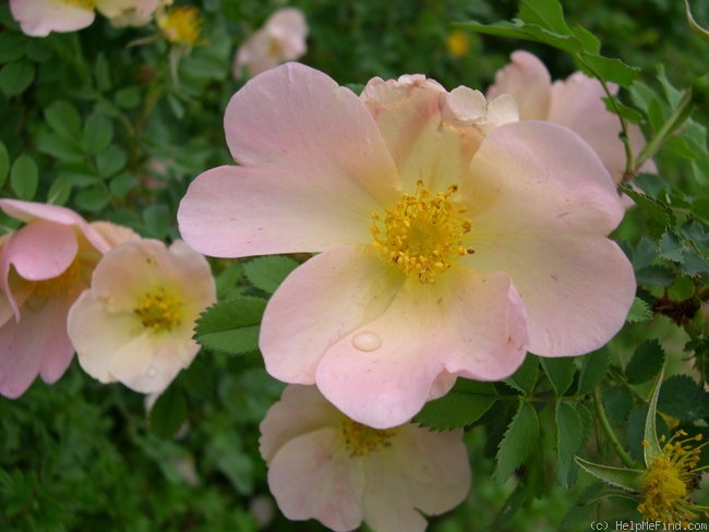 'Madeline's Choice' rose photo