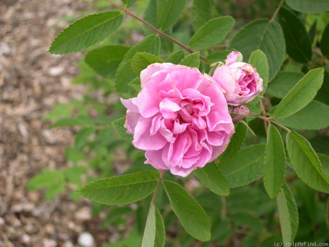 'Amy (shrub, Schowalter, 1966)' rose photo