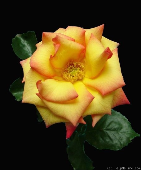 'Solar Flair (mini-flora, Benardella 2004)' rose photo