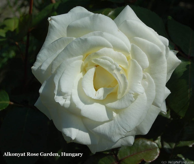 'Memoire ™ (hybrid tea, Kordes 1992)' rose photo