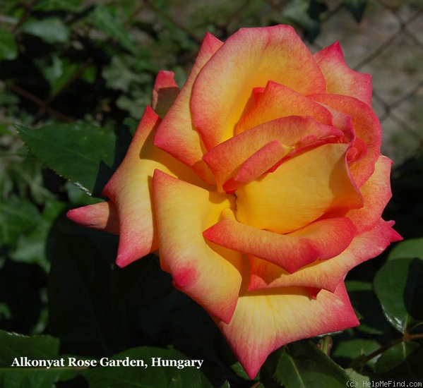 'Sheila's Perfume (Floribunda, Sheridan before 1979)' rose photo