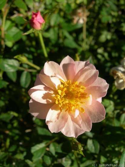'Petite Perle D'or' rose photo