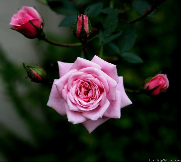 'Jeanne La Joie' rose photo