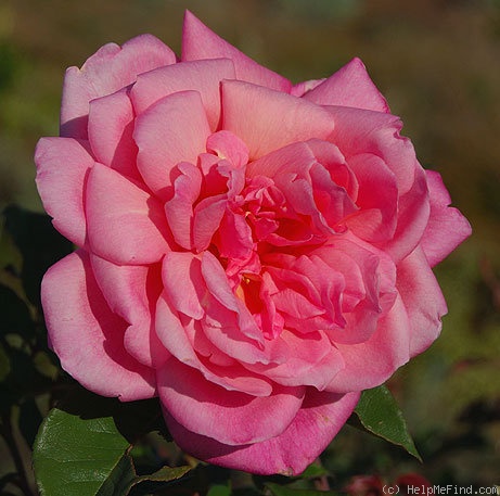 'Général Tartas' rose photo