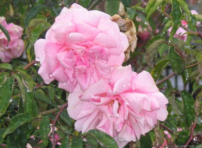 'Rhodologue Jules Gravereaux' rose, click to enlarge 'Rhodologue Jules Gravereaux' rose photo