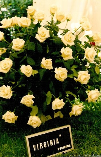 'Virginia ™ (hybrid tea, Pekmez, 1994)' rose photo