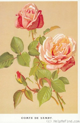'Comte de Semby' rose photo