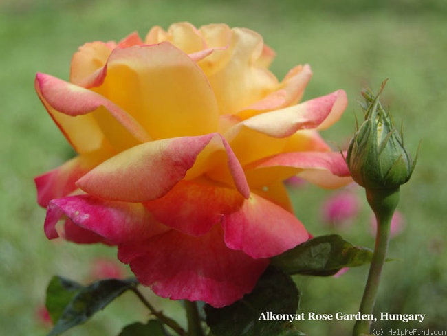 'Love & Peace ™ (hybrid tea, Twomey & Lim 2001)' rose photo