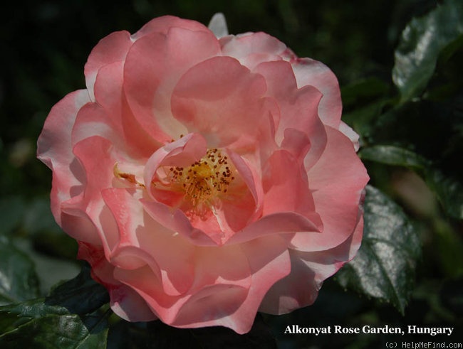 'Fifi' rose photo