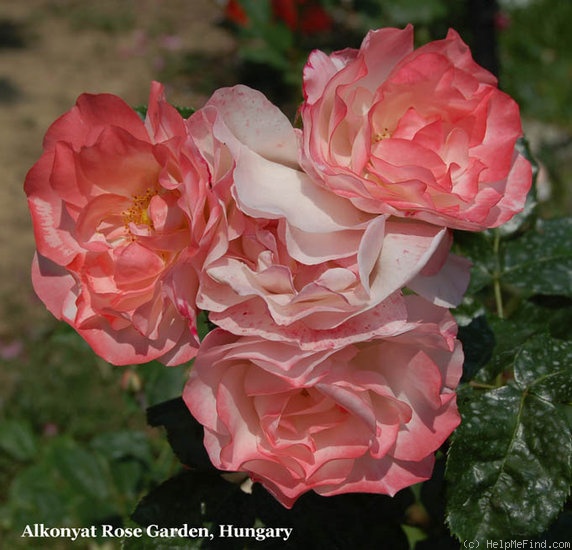 'Fifi' rose photo