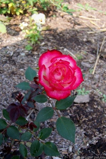 'Jacquie Williams' rose photo