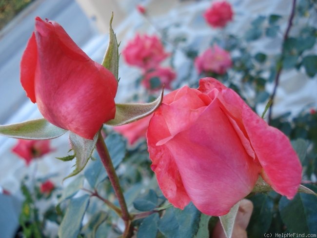 'Christine Lanson (Hybrid Tea, Orand, 1962)' rose photo