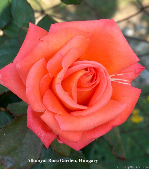 'TANorstar' rose photo