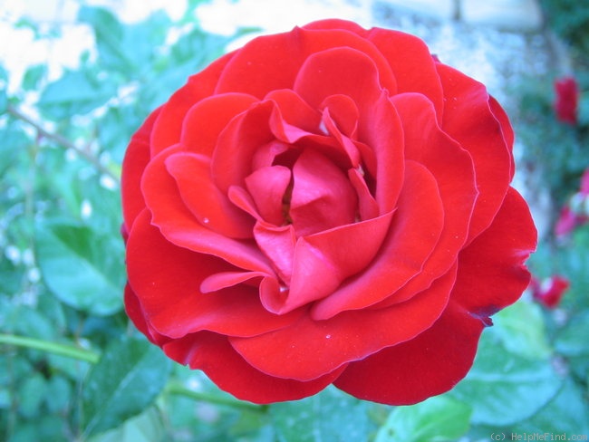 'Valiant Heart' rose photo