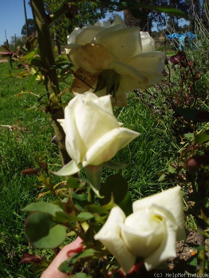 'Lady Liberty' rose photo