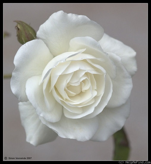 'Climbing Iceberg' rose, click to enlarge 'Climbing Iceberg' rose photo