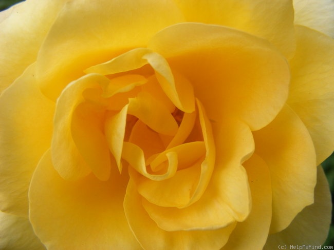 'Gold Magic' rose photo