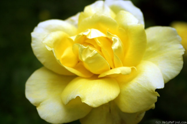 'Zitronenjette ®' rose photo