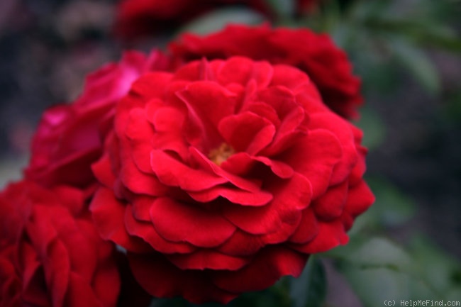 'Dalli Dalli ®' rose photo