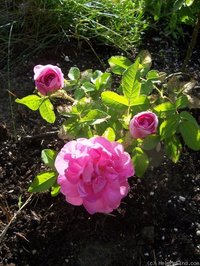 'Duchesse de Verneuil' rose photo