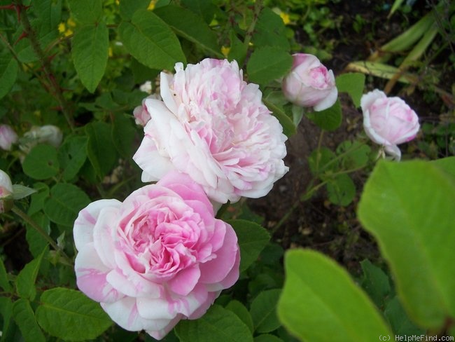 'Centifolia Variegata' rose photo