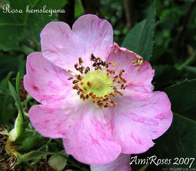 '<i>Rosa hemsleyana</i> Tackholm synonym' rose photo