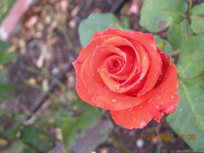 'Star 2000' rose photo