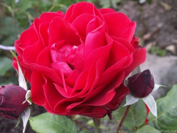 'Feuerland' rose photo