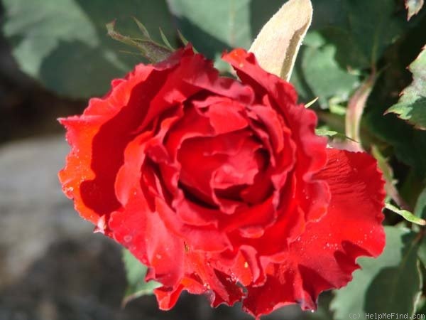 'Proud Mary' rose photo