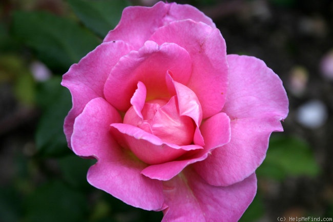 'Sylvia (hybrid tea, Kordes, 1979)' rose photo
