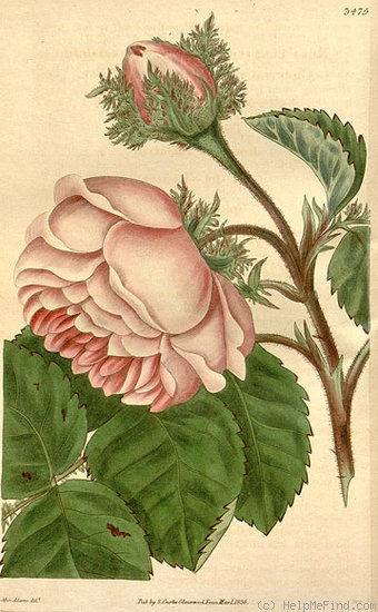 'R. centifolia muscosa 'cristata'' rose photo