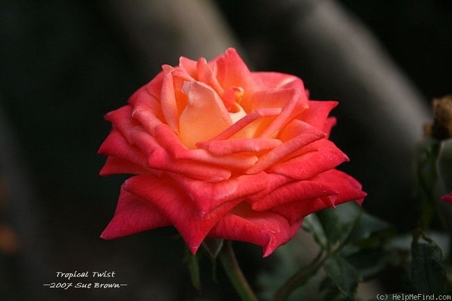 'Tropical Twist' rose photo